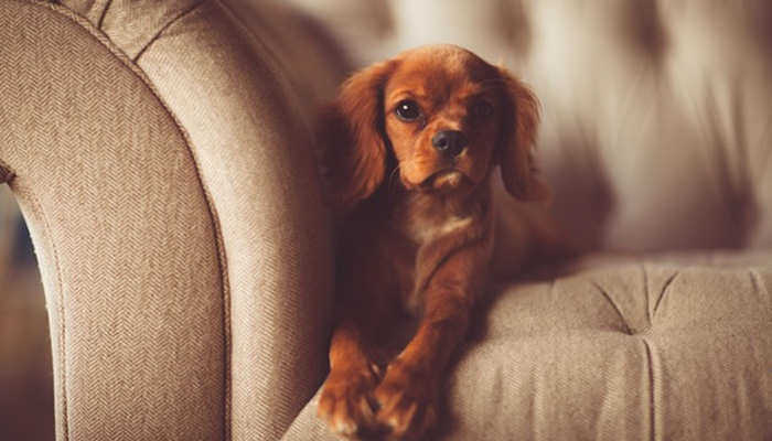 pet on the sofa