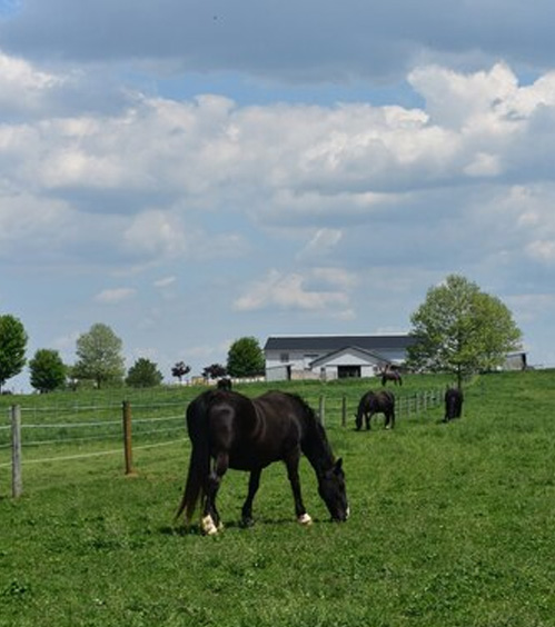 beautiful farm in lanchaster