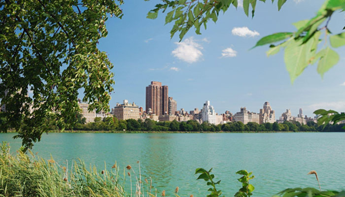 Hyde Park Lake Trees