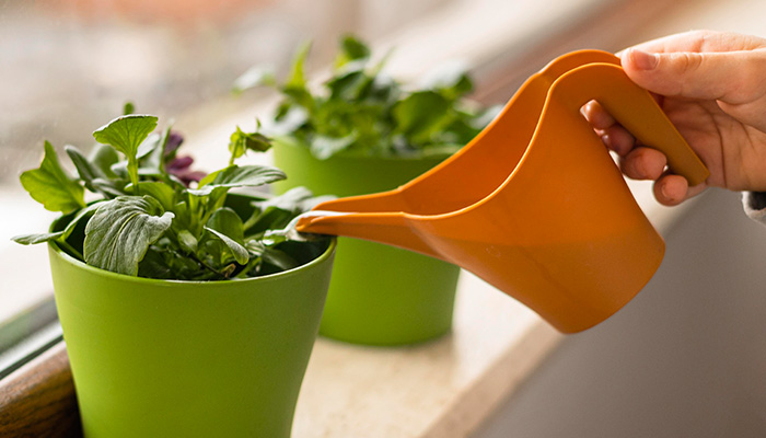 kids watering plants