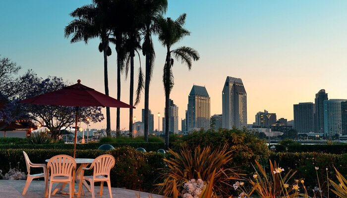 early morning view with palm trees